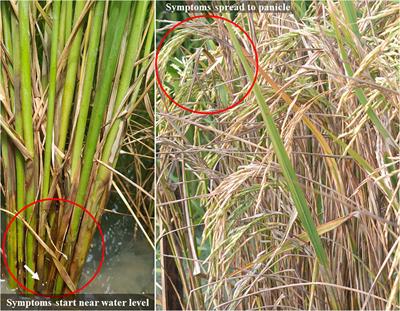 Rhizoctonia solani Kühn Pathophysiology: Status and Prospects of Sheath Blight Disease Management in Rice